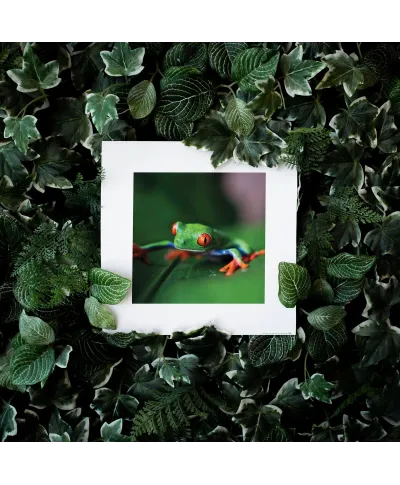 Rzekotka - reprodukcja