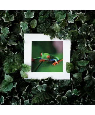 Rzekotka - reprodukcja