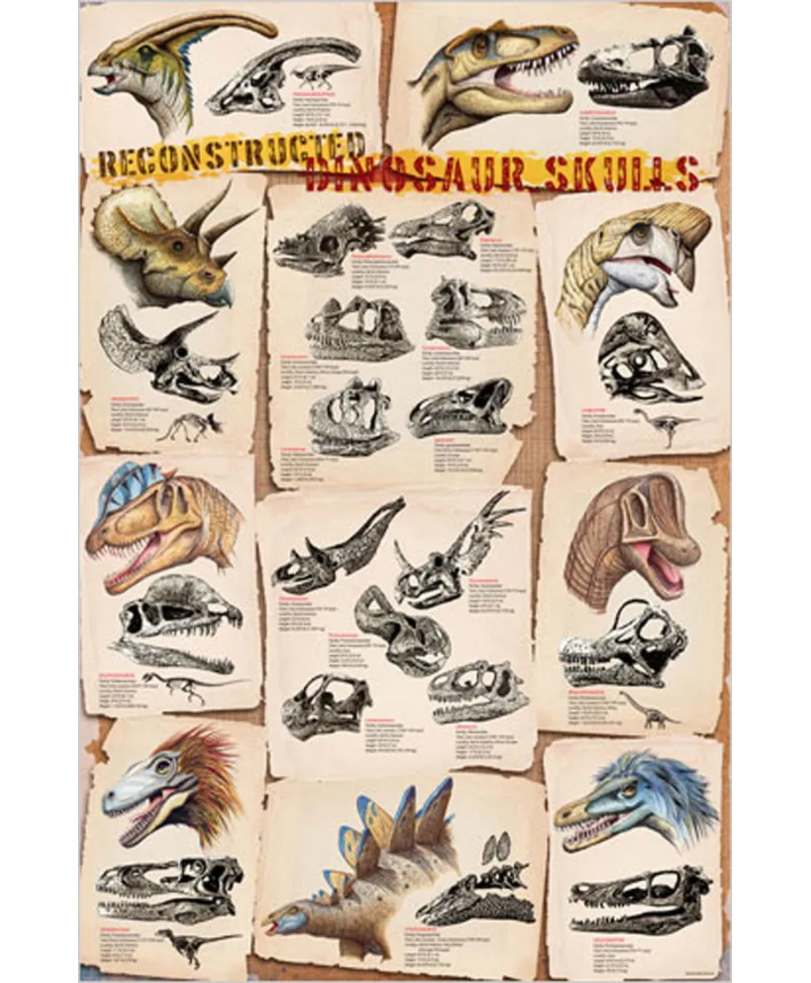 Dinosaur Skulls - plakat