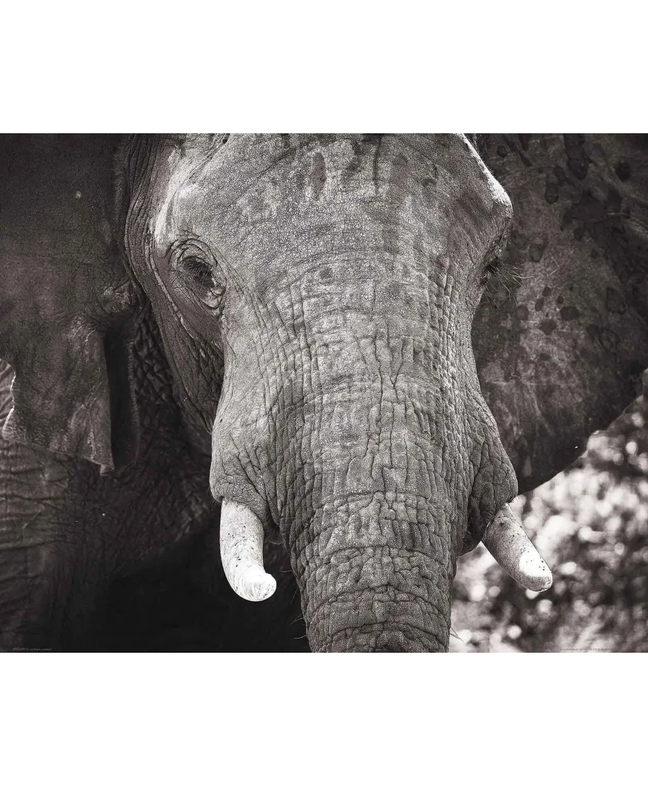 Słoń - plakat