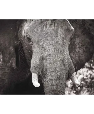 Słoń - plakat
