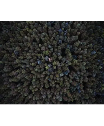 Zielone Drzewa - plakat