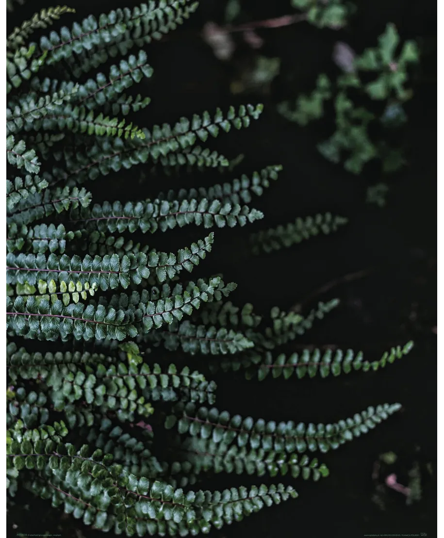 Leśne Rośliny - plakat