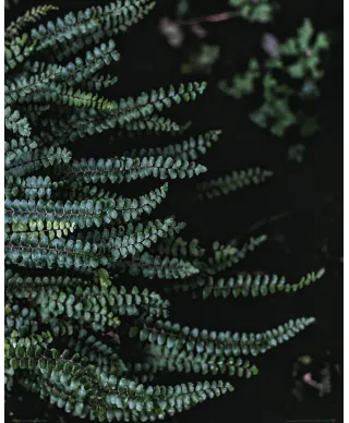 Leśne Rośliny - plakat