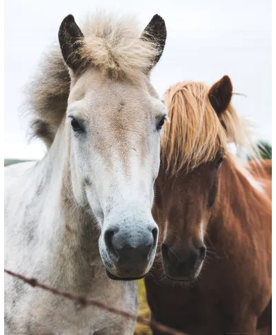 Two Horses - plakat