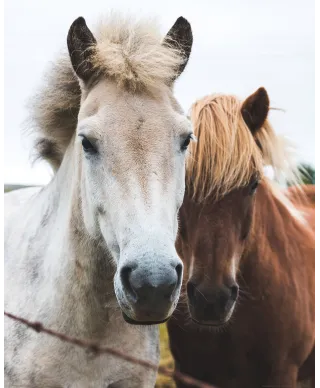 Two Horses - plakat
