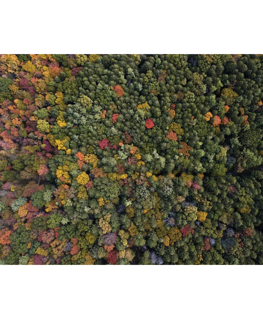 Barwy Natury - plakat