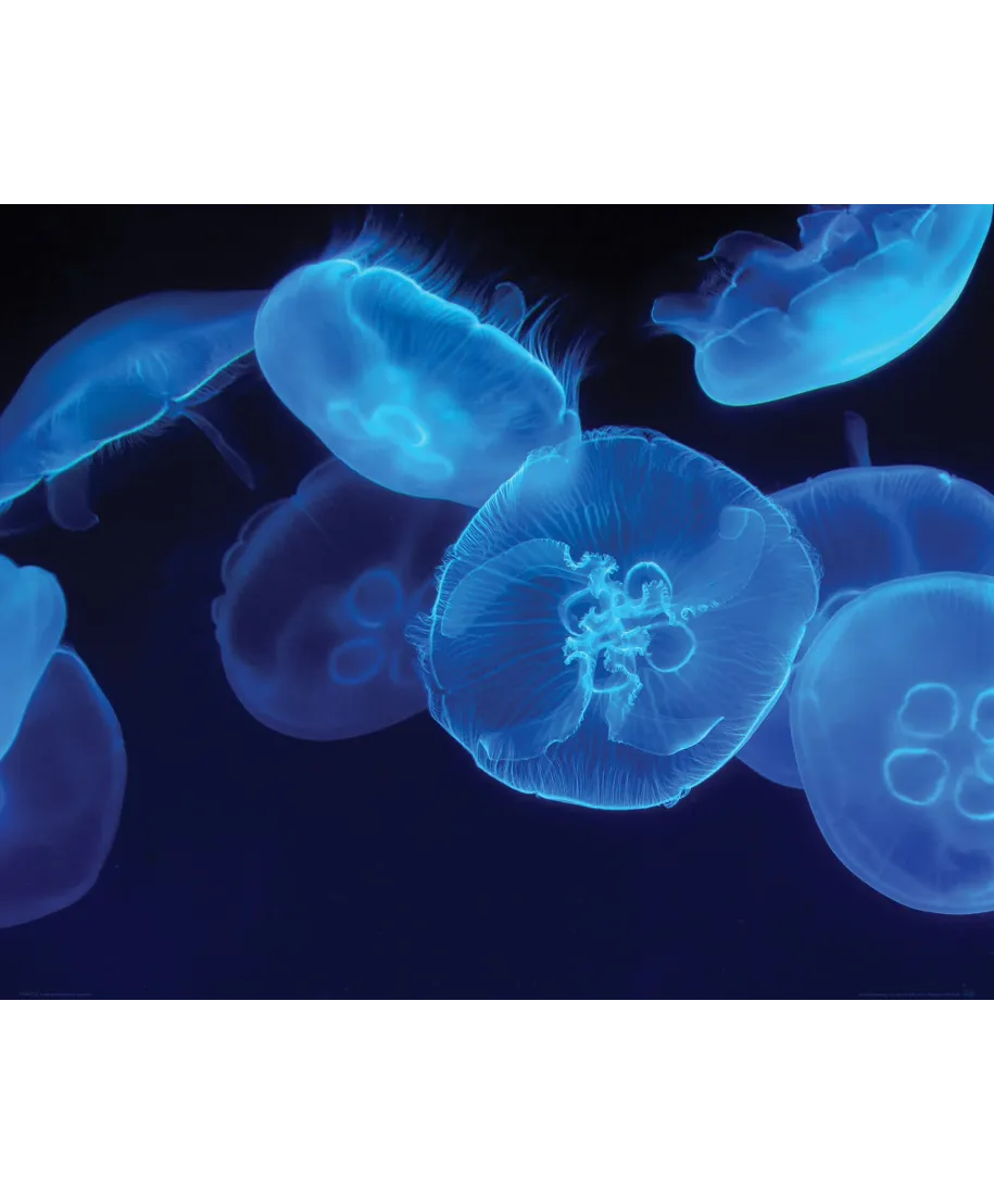 Niebieskie meduzy - plakat