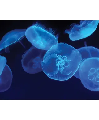 Niebieskie meduzy - plakat