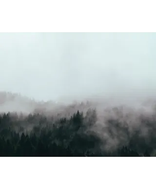 Zielony las we mgle - plakat