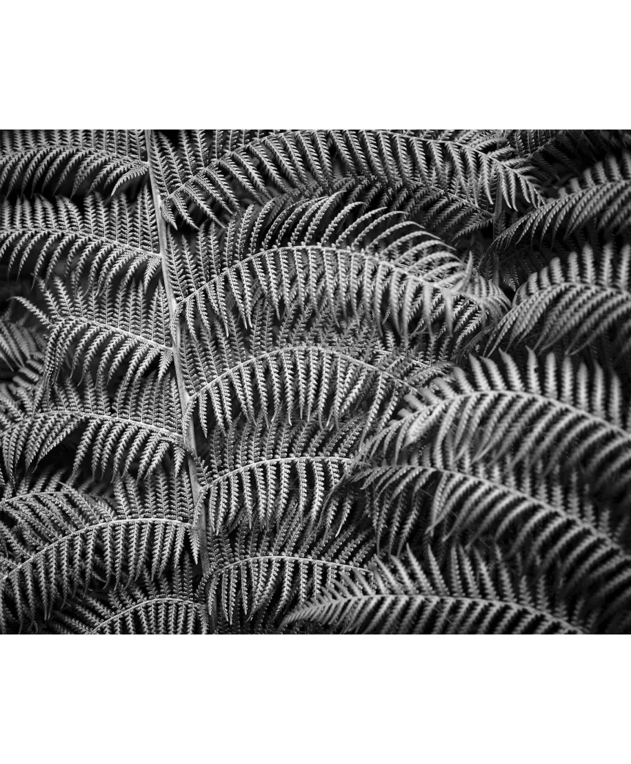 Liść Paproci - plakat