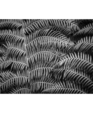 Liść Paproci - plakat