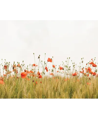 Polana Maków - plakat