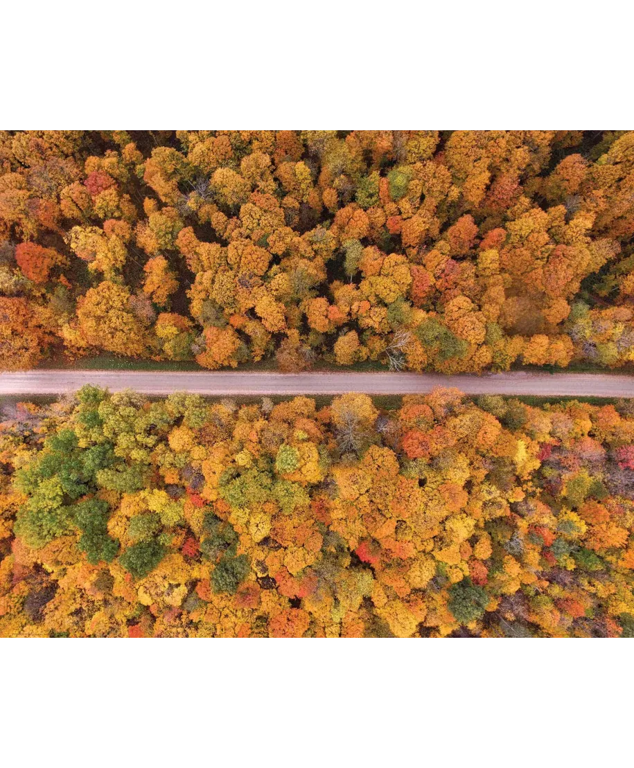 Złota Jesień - plakat