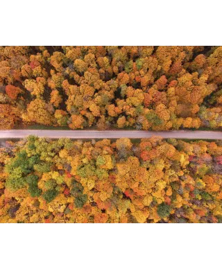 Złota Jesień - plakat