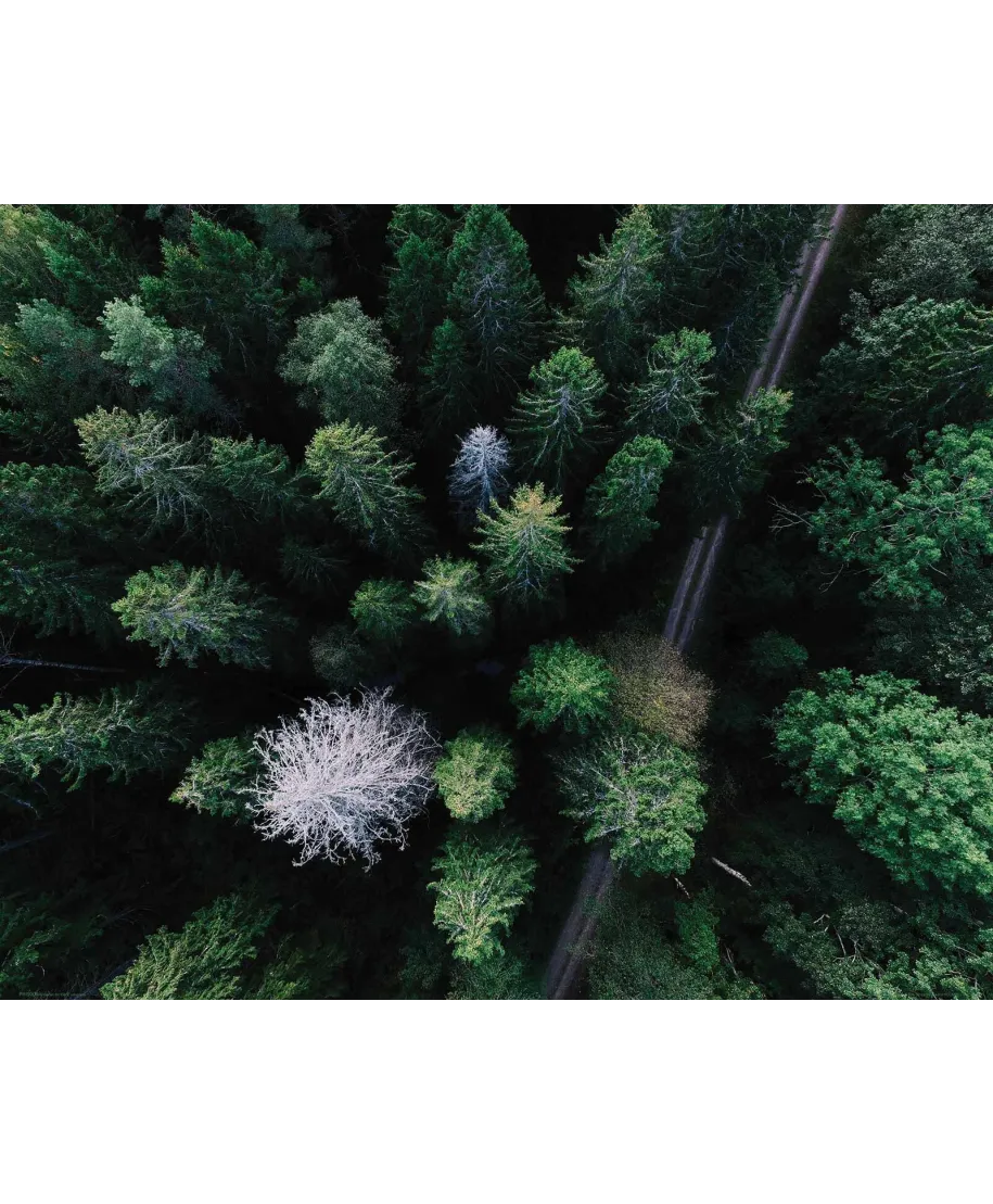Droga Leśna - plakat