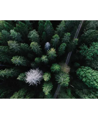 Droga Leśna - plakat