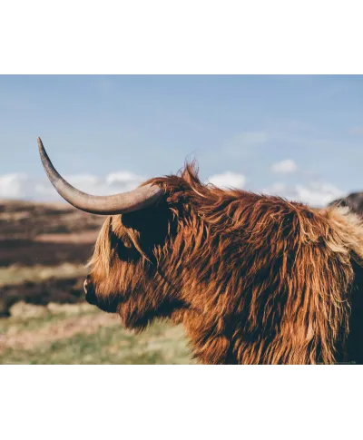 Highland Cow - plakat