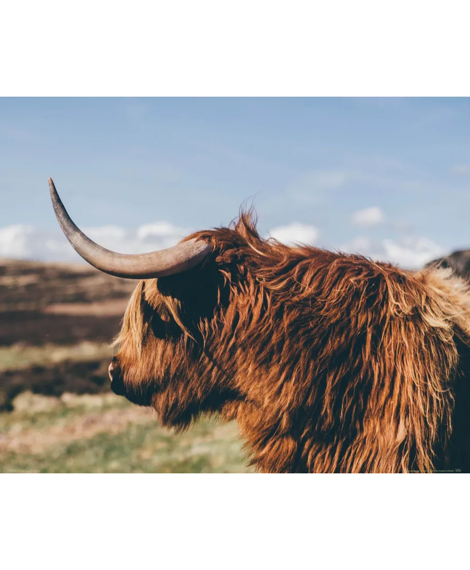 Highland Cow - plakat