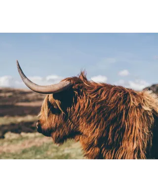 Highland Cow - plakat