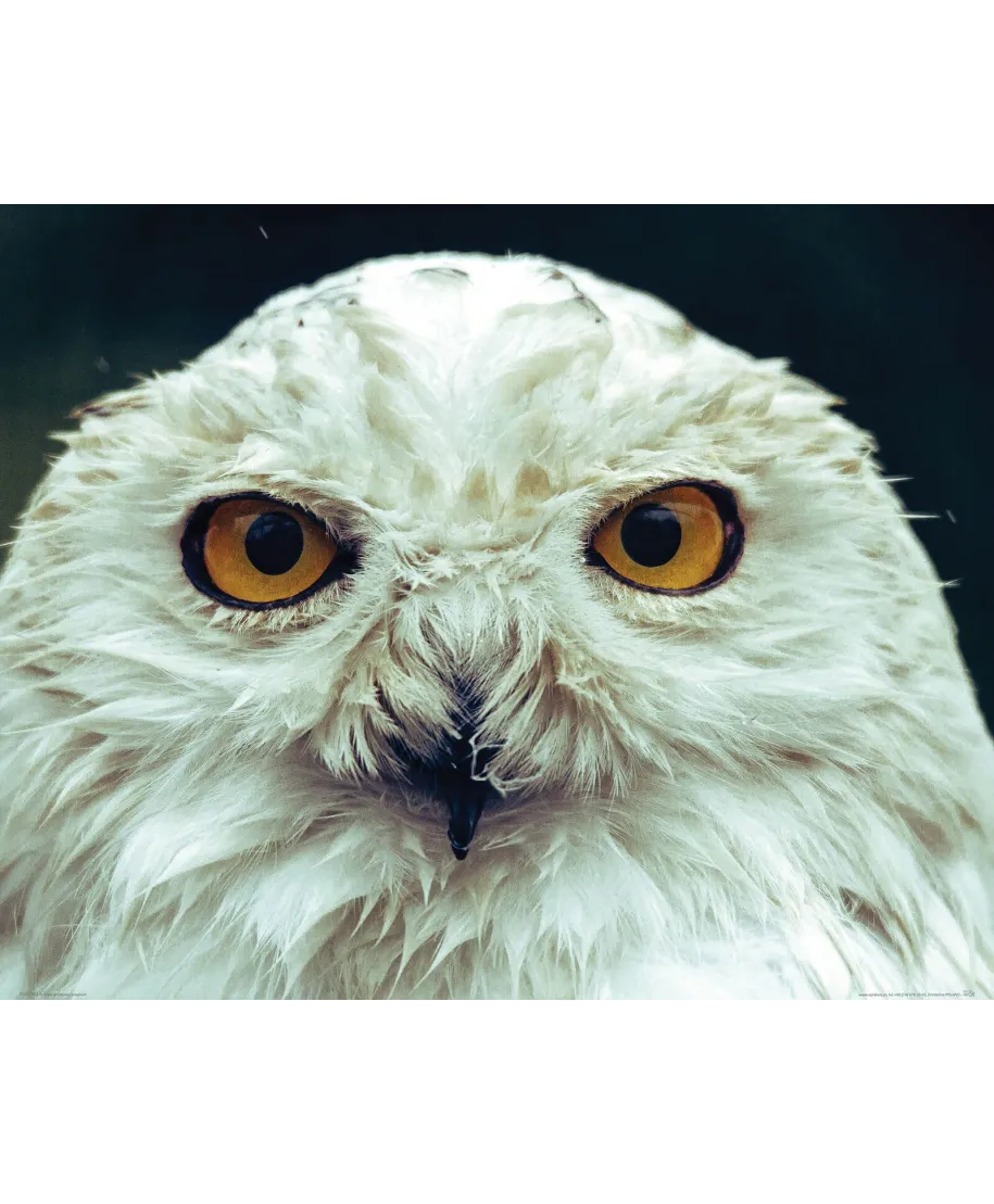 Biała sowa - plakat