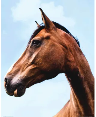 Gniady Koń - plakat