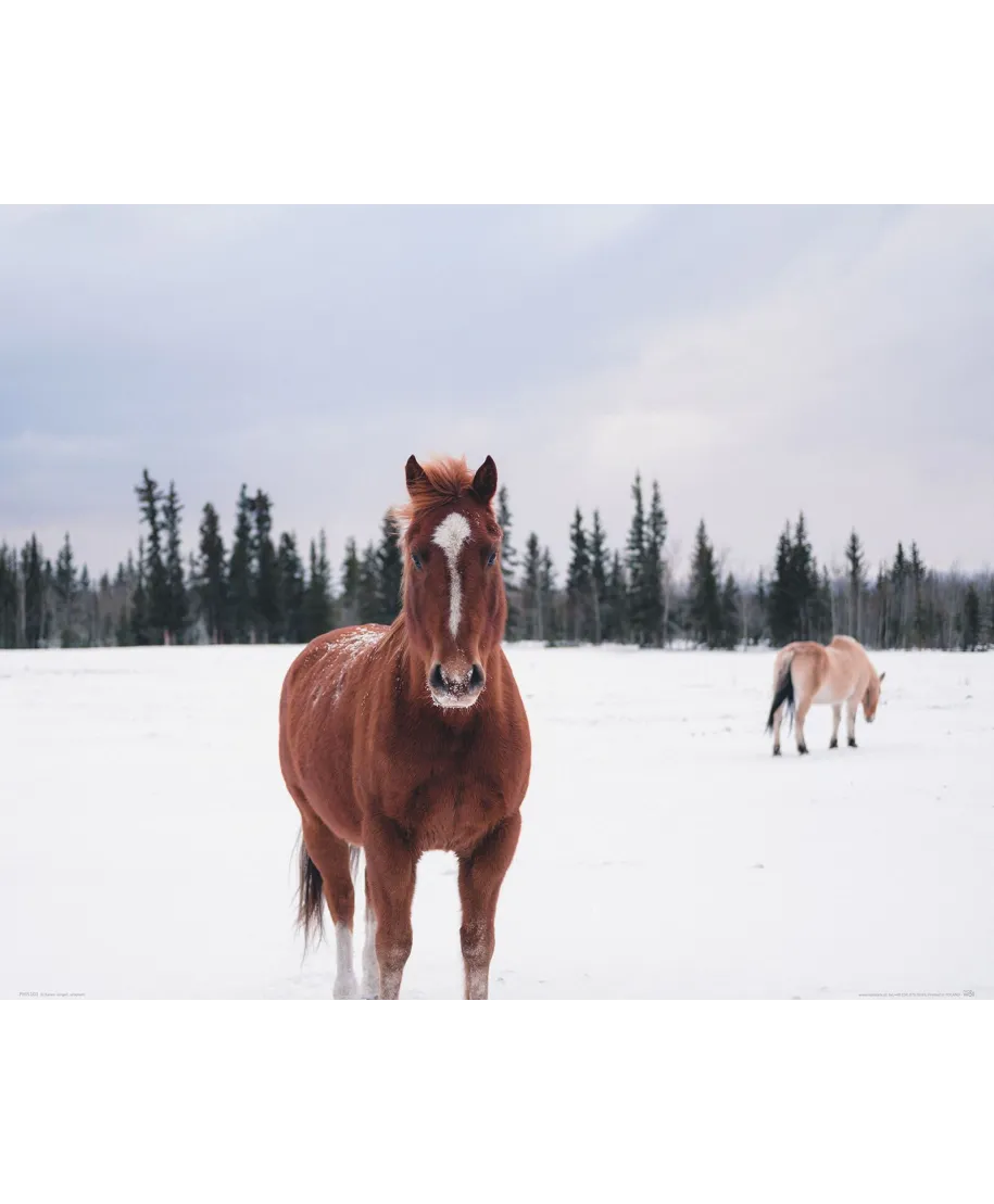 Koń na Śnieżnej Polanie - plakat