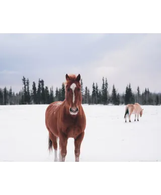 Koń na Śnieżnej Polanie - plakat