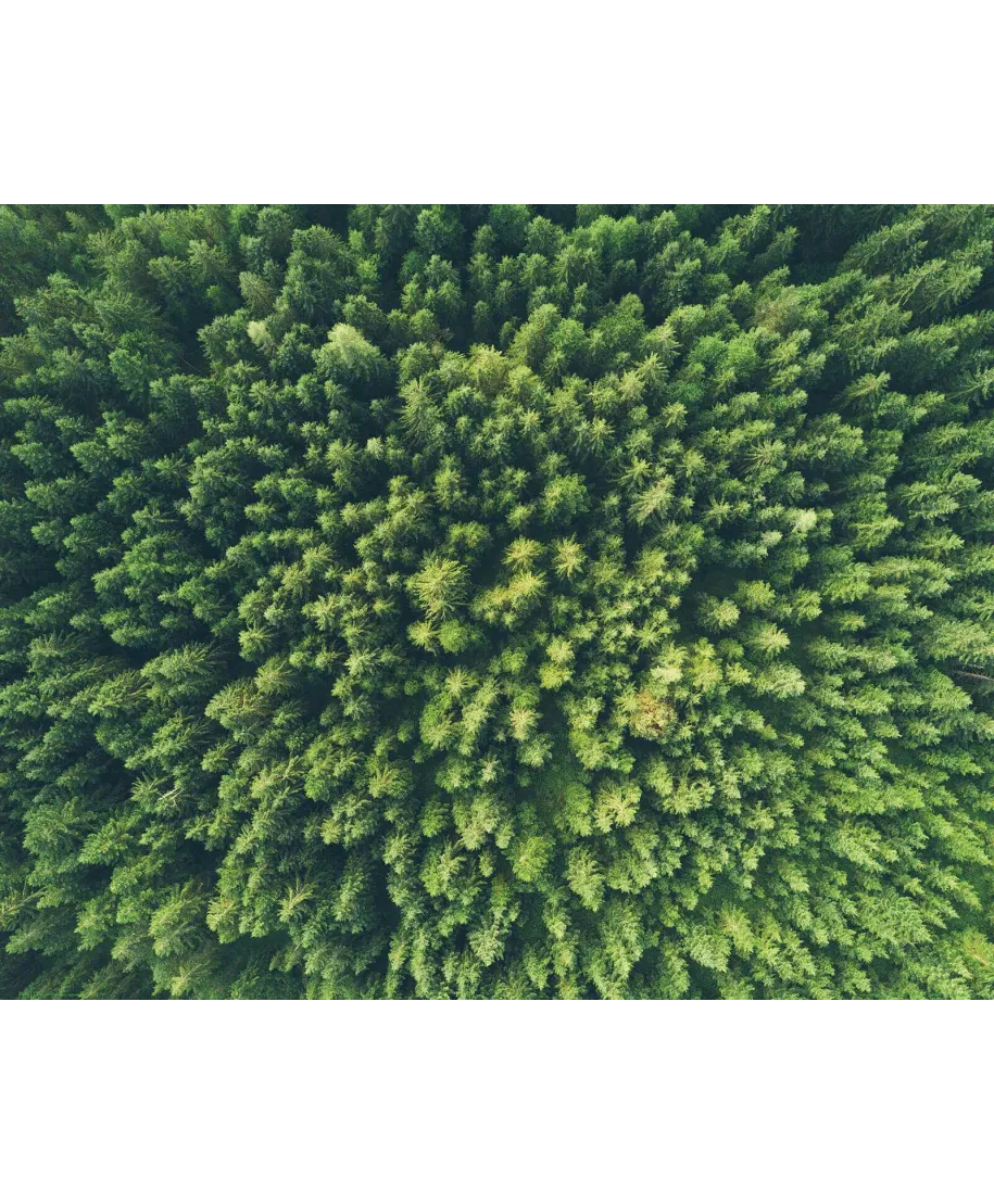 Zielony Las Iglasty - plakat