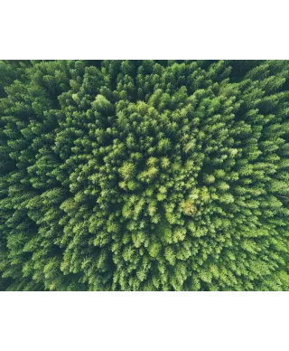 Zielony Las Iglasty - plakat