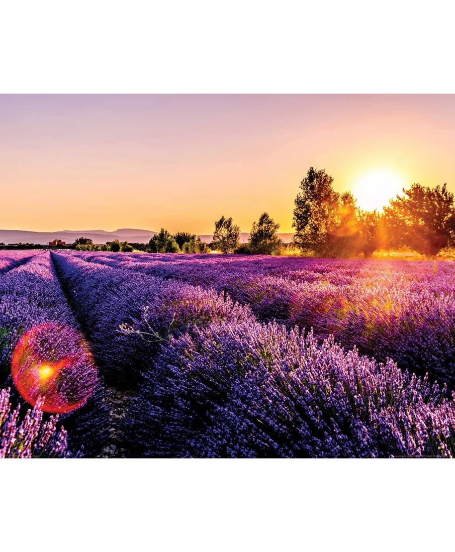 Pole Lawendy - plakat