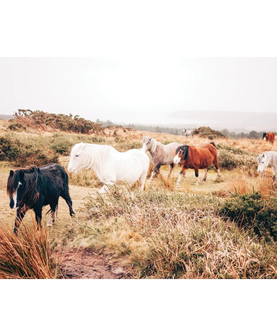 Konie w galopie - plakat