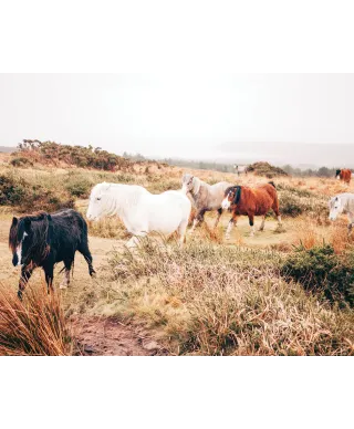Konie w galopie - plakat