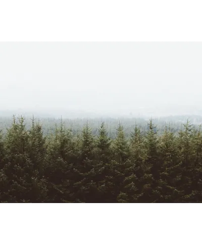 Las Świerków - plakat