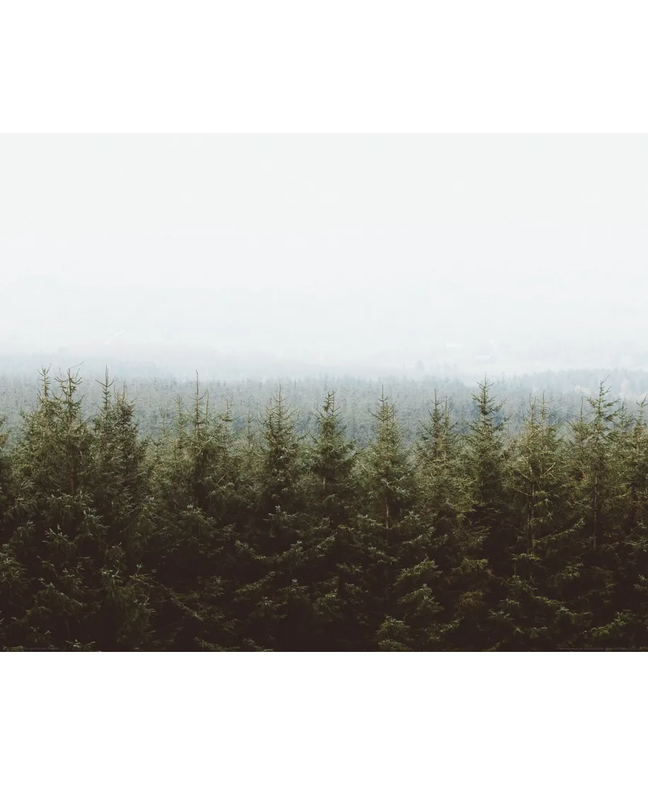 Las Świerków - plakat