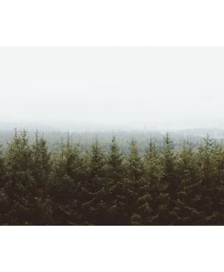 Las Świerków - plakat