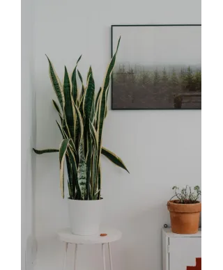 Las Świerków - plakat