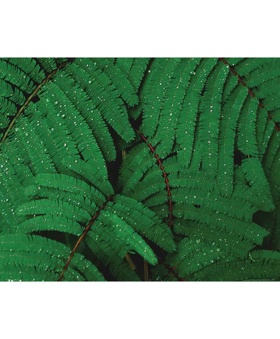 Krople na liściach - plakat