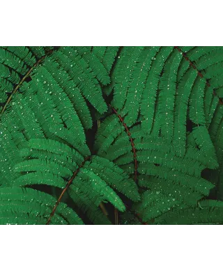 Krople na liściach - plakat