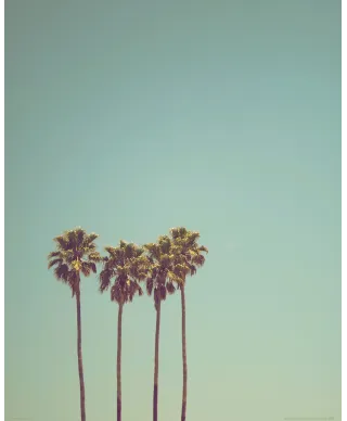 Cztery Palmy - plakat