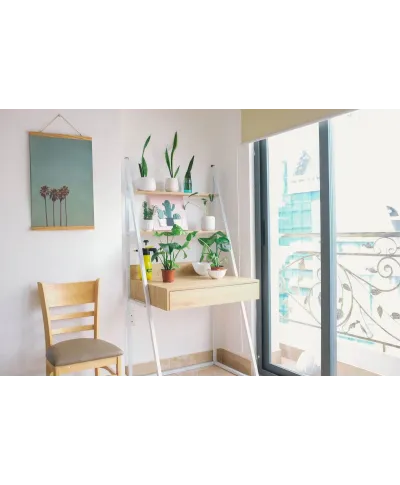 Cztery Palmy - plakat