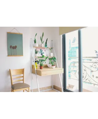 Cztery Palmy - plakat