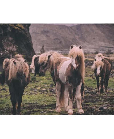 Kucyki na Islandii - plakat