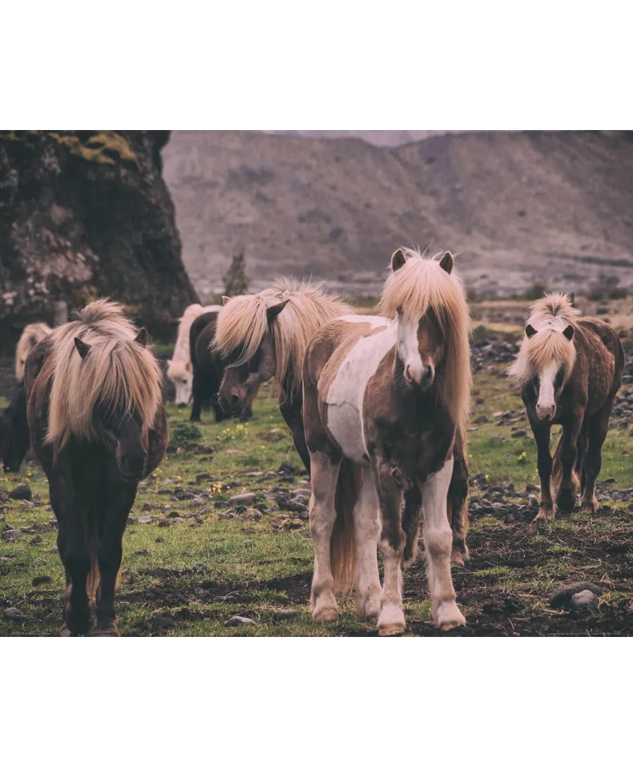Kucyki na Islandii - plakat