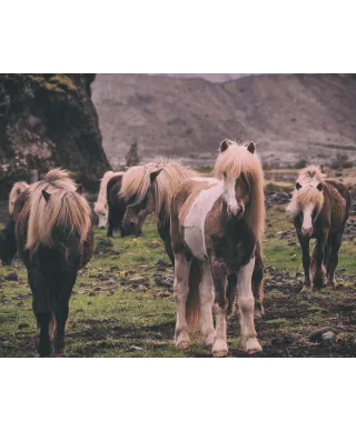 Kucyki na Islandii - plakat