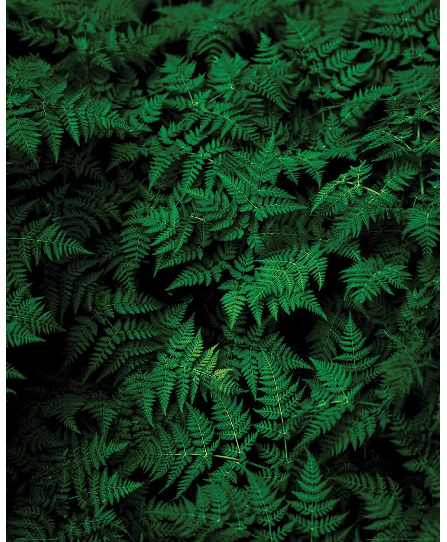Zielona Paproć - plakat