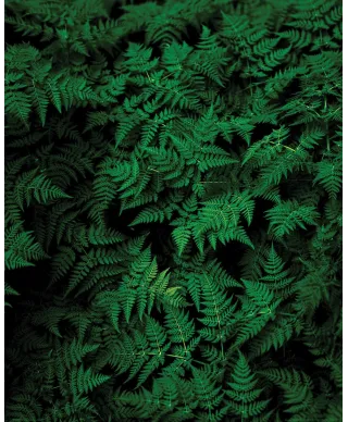 Zielona Paproć - plakat