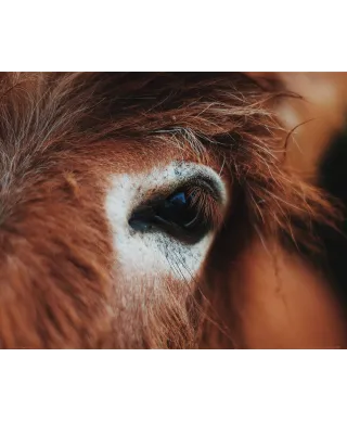 Dark horse eye - plakat