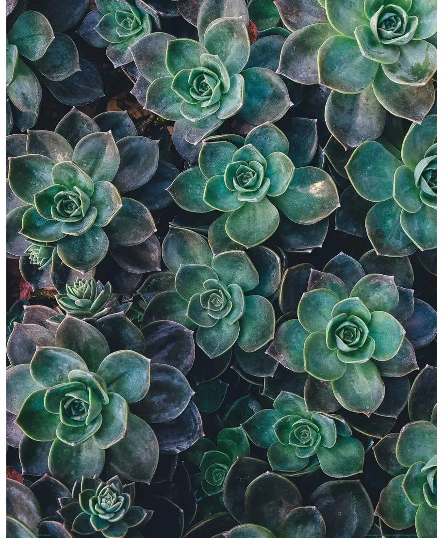 Zielone sukulenty - plakat