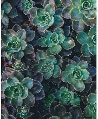 Zielone sukulenty - plakat